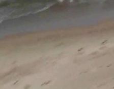 TheSandfly, Sextastic Beach Behaviour, am Strand geht es rund #3