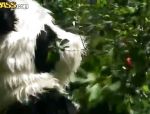 Rotkäppchen fickt einen Panda in den Wald #3