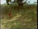 Vintage-Safarifick mit Deutschen #3