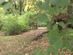 Real Porn - Deutsche Brünette im Wald von Voyeur John Doe gebumst #5
